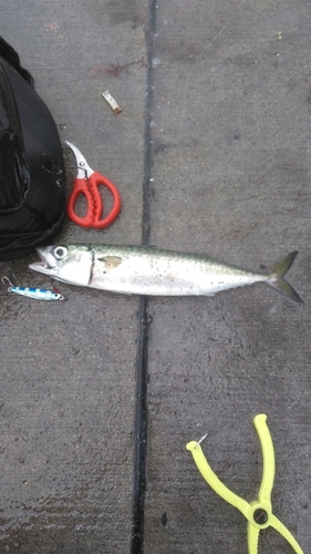 サバの釣果