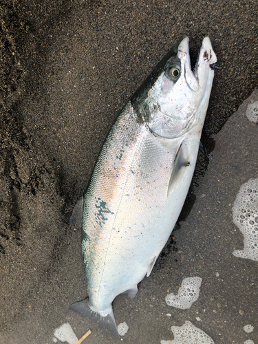 サクラマスの釣果