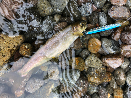 エゾイワナの釣果