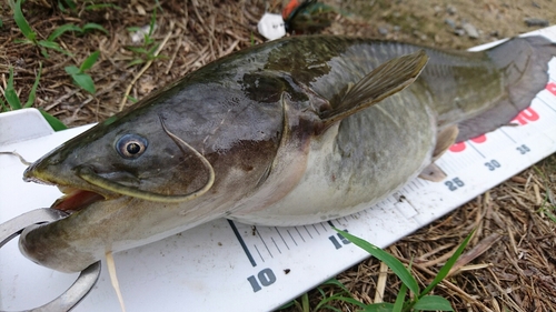 ナマズの釣果