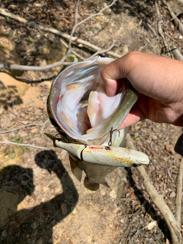 ブラックバスの釣果