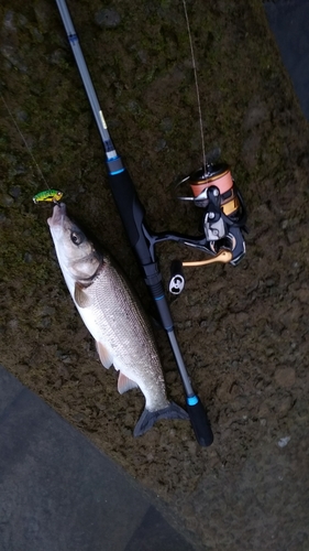 ウグイの釣果