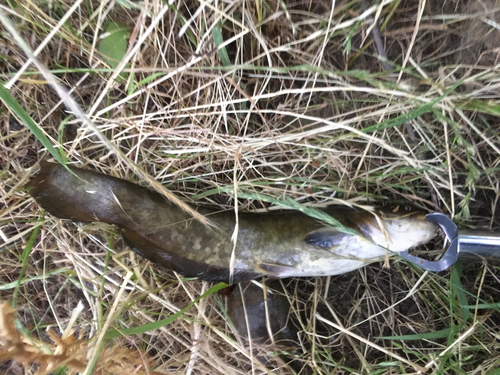 ナマズの釣果