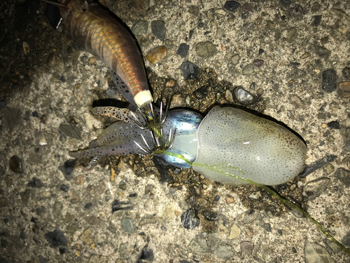 ミミイカの釣果