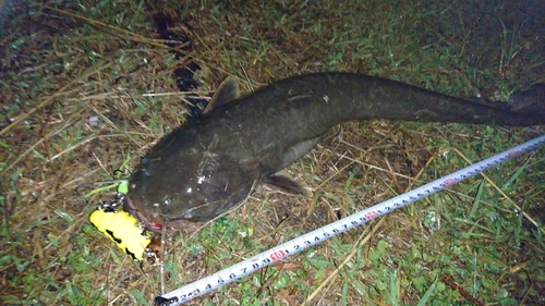 ナマズの釣果