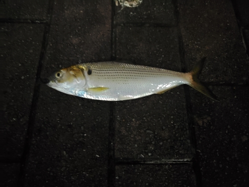 コノシロの釣果