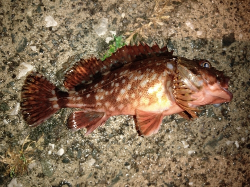 カサゴの釣果