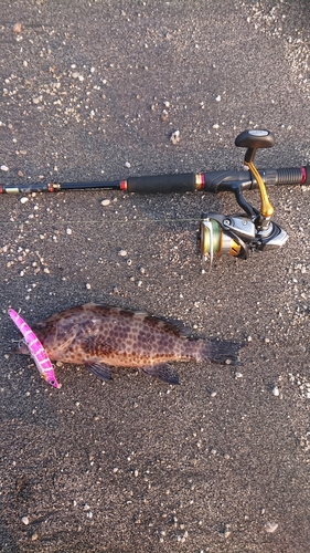 オオモンハタの釣果