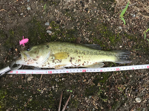 ブラックバスの釣果