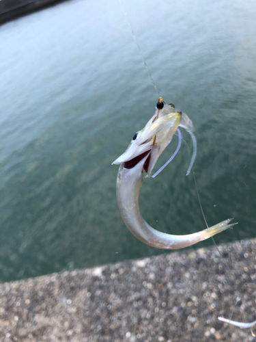 カマスの釣果