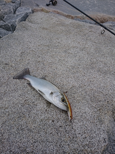 セイゴ（ヒラスズキ）の釣果