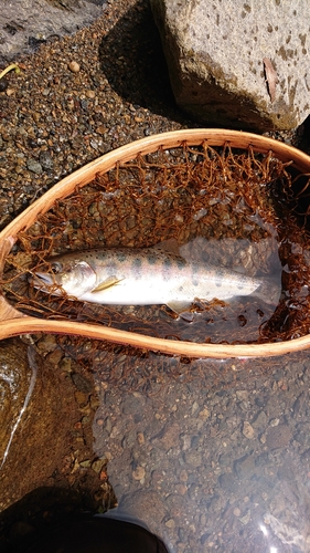 ヤマメの釣果