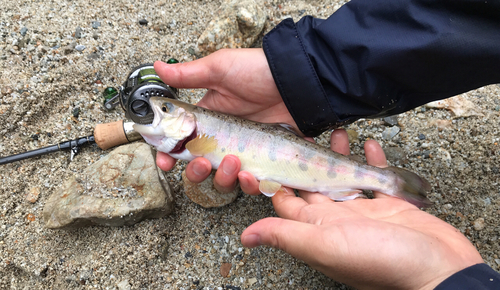 ヤマメの釣果