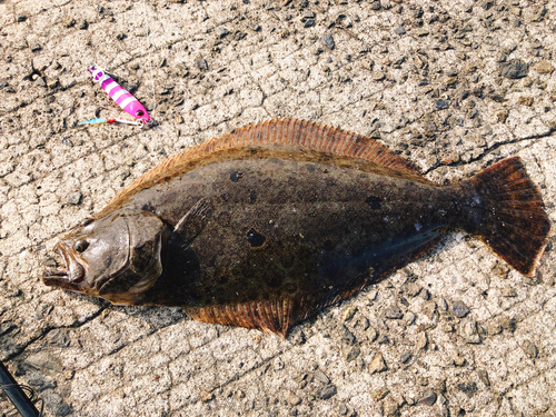 ヒラメの釣果