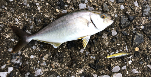 カンパチの釣果