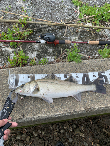 シーバスの釣果