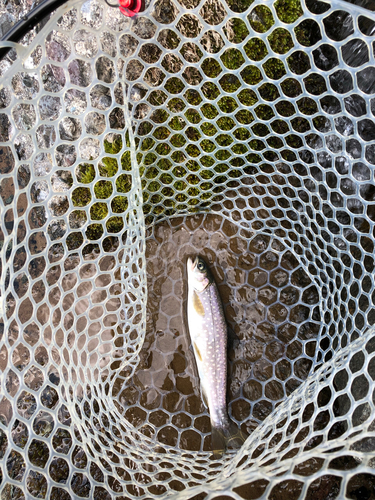 アメマスの釣果