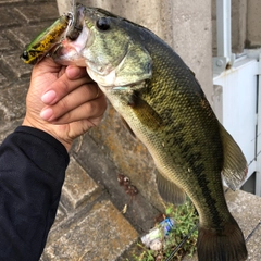 ラージマウスバスの釣果