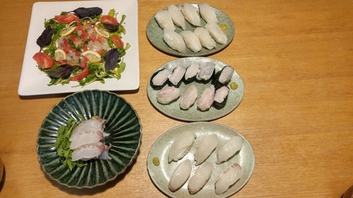 ヒラメの釣果