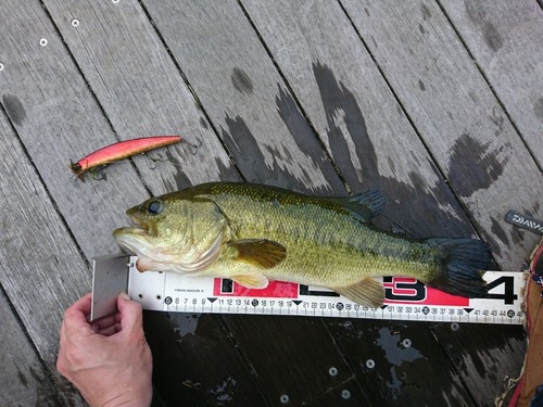 ブラックバスの釣果