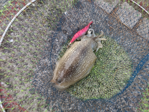 シリヤケイカの釣果