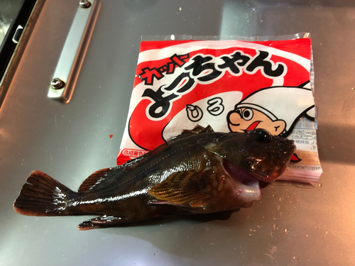 ガシラの釣果