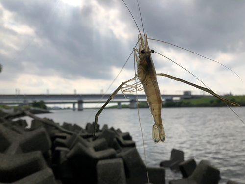 テナガエビの釣果