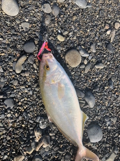 ショゴの釣果