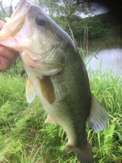 ラージマウスバスの釣果