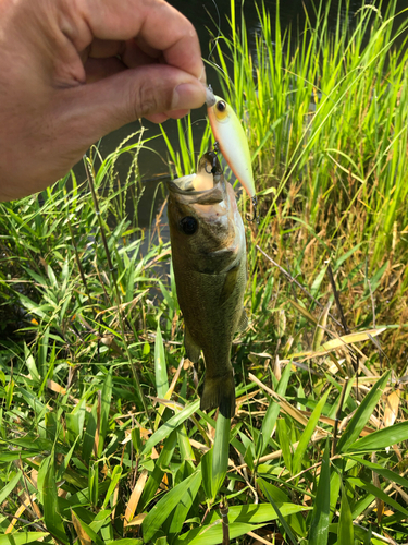 ブラックバスの釣果