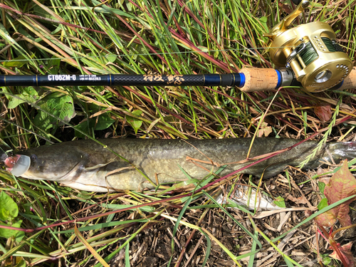 マナマズの釣果