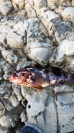 ベッコウゾイの釣果