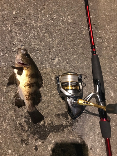 クロメバルの釣果