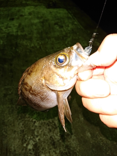 シロメバルの釣果