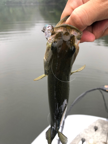 ラージマウスバスの釣果