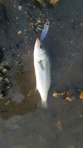 セイゴ（マルスズキ）の釣果