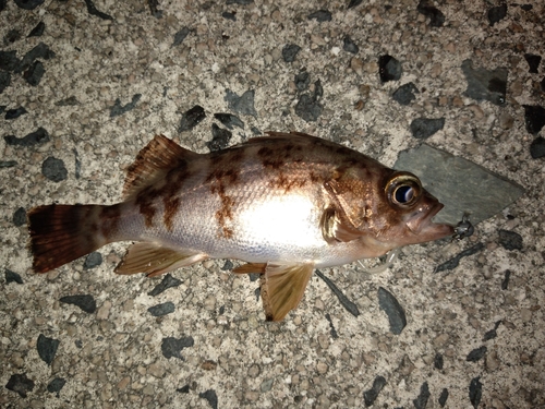 メバルの釣果