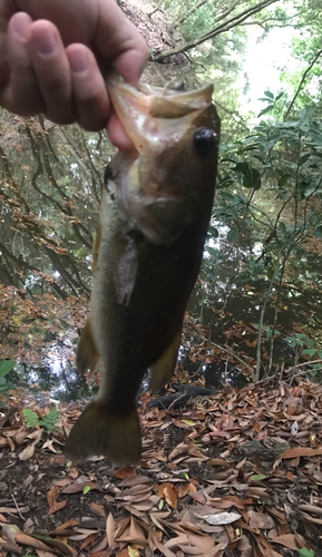 ブラックバスの釣果