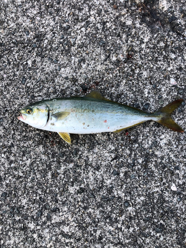 ツバスの釣果