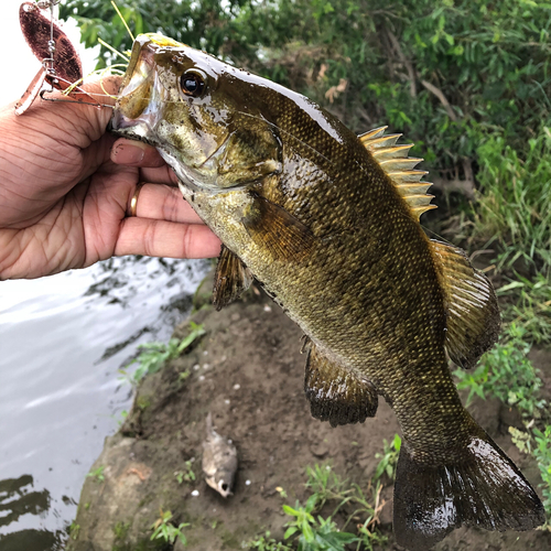 スモールマウスバスの釣果