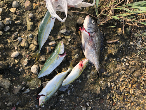 ツバスの釣果