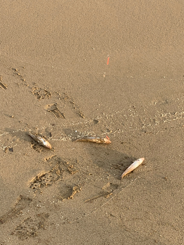 キスの釣果