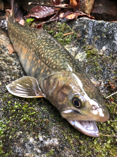 イワナの釣果