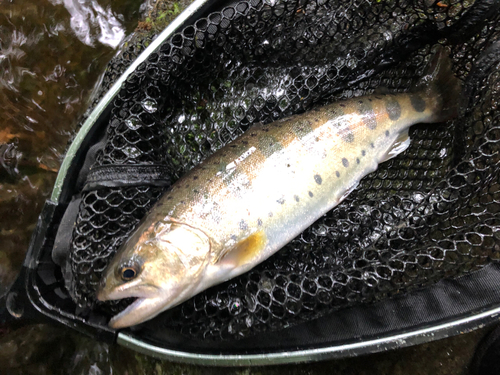 ヤマメの釣果