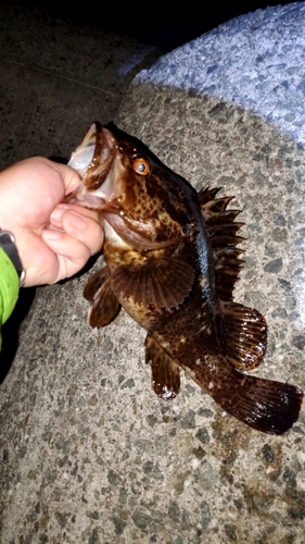 タケノコメバルの釣果