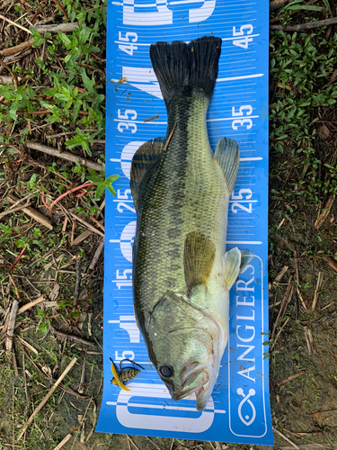 ブラックバスの釣果