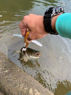 ナマズの釣果