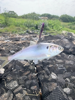 コノシロの釣果