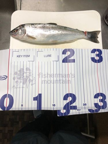 サクラマスの釣果