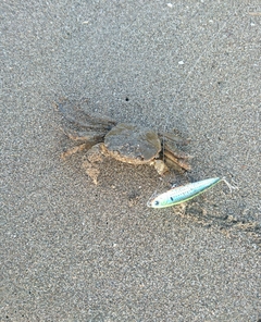 カニの釣果